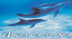 Angels Of The Sea - Dan Gibson\'s Solitudes