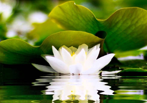 Nhạc thiền - Meditation